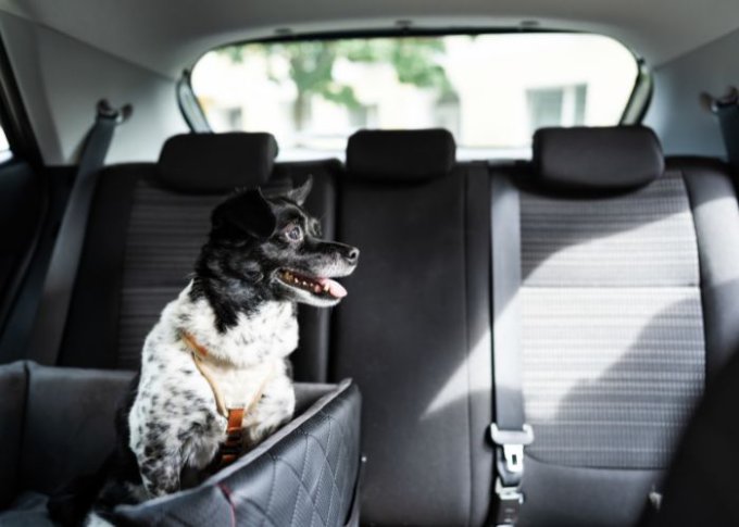 Pies w kojcu na tylnym siedzeniu samochodu